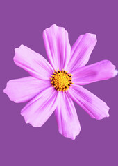 Fototapeta premium Cosmos flower isolated on purple background. Close-up. Nature.