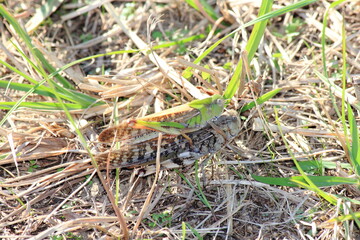 褐色と緑色のトノサマバッタ