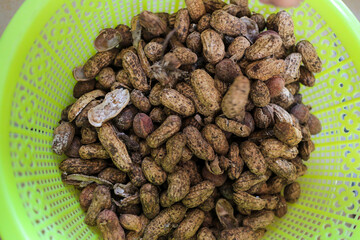 Close-up view of freshly harvested peanuts in a green plastic basket. The peanuts are still in their shells and have some dirt on them. A Basket Full of Freshly Harvested Peanuts.