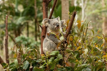 A Koala Hanging on tree