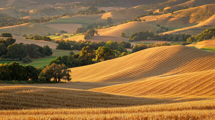 Obraz premium serene landscape featuring rolling hills of golden cornfields under soft sunlight, showcasing beauty of agricultural land