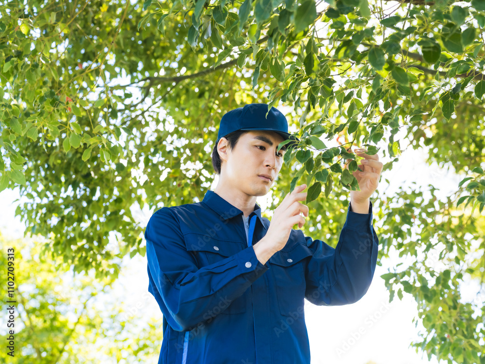 Aufkleber 植物、環境、自然、調査、研究、管理、樹木、病気、農家、観察、果樹園、果樹、植木屋、果物、フルーツ、葉っぱ、庭園、公園、農業、造園、業者、エンジニア、科学者、研究者、新緑、確認、チェック、生物学、バイオテクノロジー、植物学、進化、交配、遺伝子工学、遺伝子組み換え、作物、男性、日本人、作業員、仕事、職業、林業、植物園、ガーデニング、作業服、受粉、生産、摘果、農薬、肥料、人物