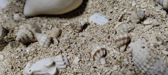 stone wall texture, sea sand and shells