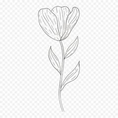 Hand drawn spring flowers illustration. floral illustration