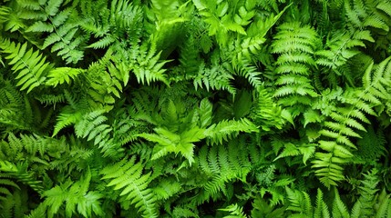 Fototapeta premium Lush Green Ferns Covering Ground in Vibrant Nature Scene