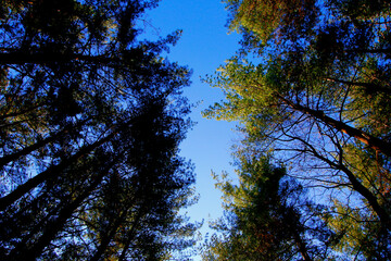Tall Pines Area, Walnut Woods Metro Park, Groveport, Ohio