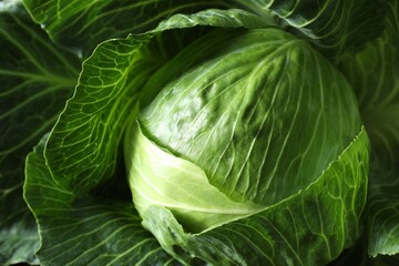 Fototapeta premium One ripe head of cabbage as background, closeup