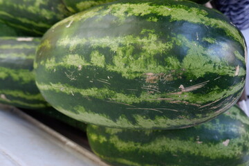 some watermelons with an oval shape. watermelons ready to be eaten. watermelons on the shelves of a fruit shop