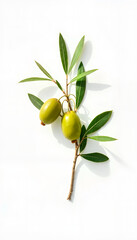 Obraz premium Fresh olive branch with ripe green olives and vibrant leaves on a clean white background 