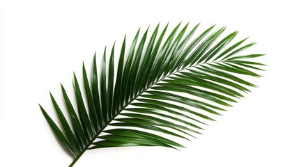 Obraz premium Green Palm Leaf Isolated on White Background High-Resolution Tropical Plant
