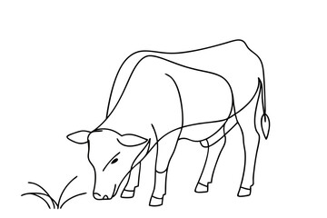 Cow Eating Grass Nature’s Process Displayed on White