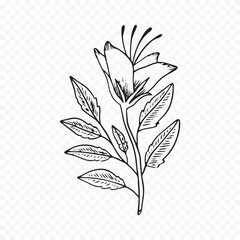 Hand drawn spring flowers illustration. floral illustration