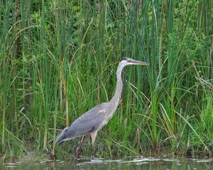 great blue heron in wetland