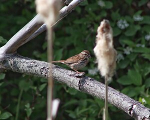 sparrow on a tree branch