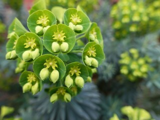 close up of a bunch of pea flowers