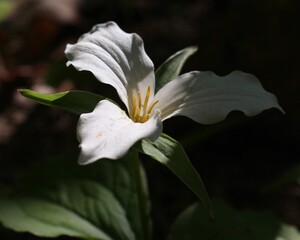 Trillium in the shadows of the forest floor
