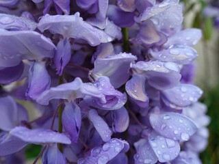 purple wisteria with rain in spring
