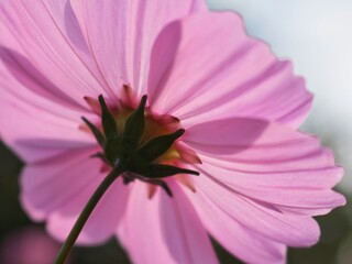 pink cosmos flower from underneath