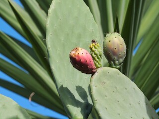 Prickly pear on a cactus