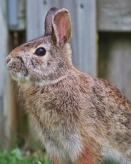 Bunny sitting in the back garden