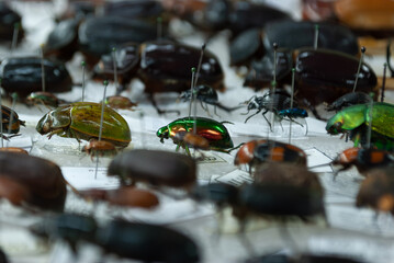 entomological collection of insects in close-up view