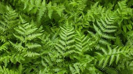 Obraz premium Lush Green Ferns Filling the Frame in Natural Environment
