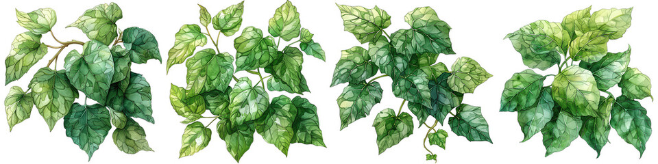 Collection of Natural Green Leaves Cluster with Detailed Texture on white and transparent background. PNG