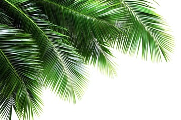 Palm Fronds on White Background Tropical Plant Leaf Nature Coconut Green Summer Layout