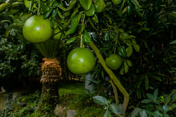 Pomelo or Citrus maxima is the largest citrus fruit from the family Rutaceae and the principal ancestor of the grapefruit.