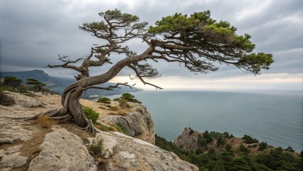 Obraz premium Juniper tree's twisted branches stretch towards the grey sky on a windswept rock formation along the Black Sea coast, juniper tree, seascape photography