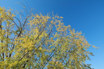 Ginkgo tree.