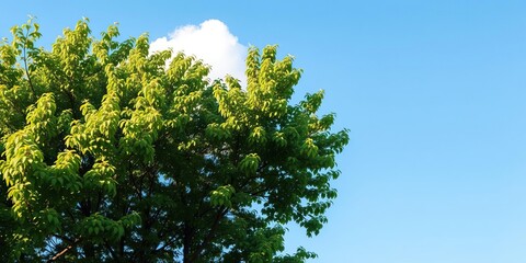 Obraz premium Pastel-colored clouds peeking through the branches of a lush green tree against a bright blue sky, radiantlight, sunnyday, greenleaves