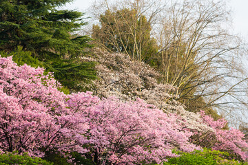 東京都内の満開の桜