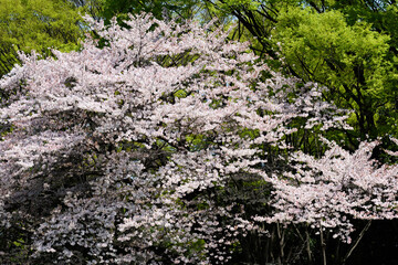 東京都内の満開の桜