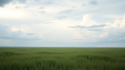 Serene and peaceful atmosphere in an open field on a cloudy day, serene scene, green fields