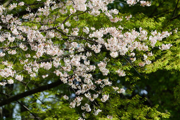 東京都内の満開の桜
