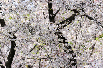東京都内の満開の桜