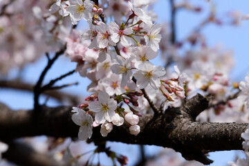 東京都内の満開の桜