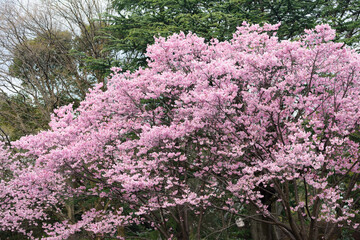 Obraz premium 東京都内の満開の桜