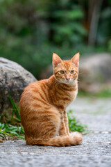 Orange tabby cat sitting on the ground in the garden