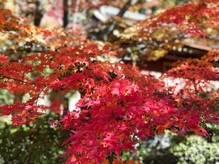 日本の紅葉　寺