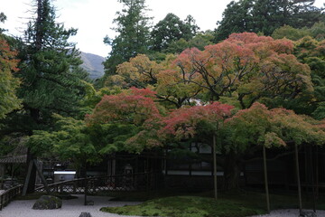 Obraz premium Japanese Maple Tree Turning Colors: Signs of Autumn's Arrival