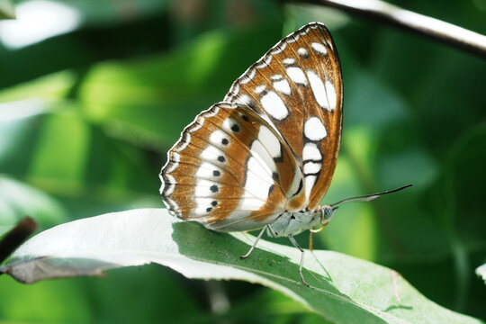 Athyma perius, the common sergeant, is a species of nymphalid butterfly found in South Asia and Southeast Asia.
