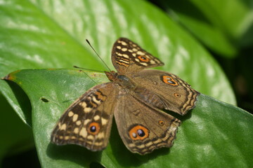 The Junonia lemonias aenaria is a subspecies of the Lemon Pansy (Junonia lemonias), a butterfly in the family Nymphalidae. Known for its attractive wing patterns and adaptability