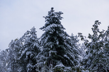 Winter snow piles on evergreen trees with sky behind