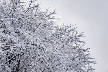Snow is piled on bare trees whose leaves have fallen.