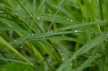 grass with dew drops