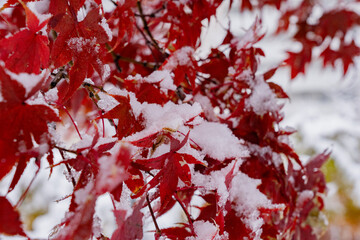 Winter background with snow on maple leaves
