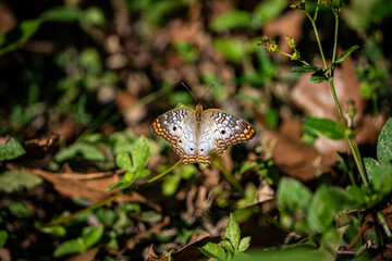 White Peacock butterfly resting on a plant. Taken on a sunny day in Tampa Bay, Florida.