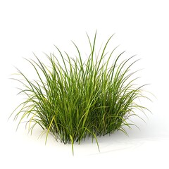 Grass isolated on a white background, close up